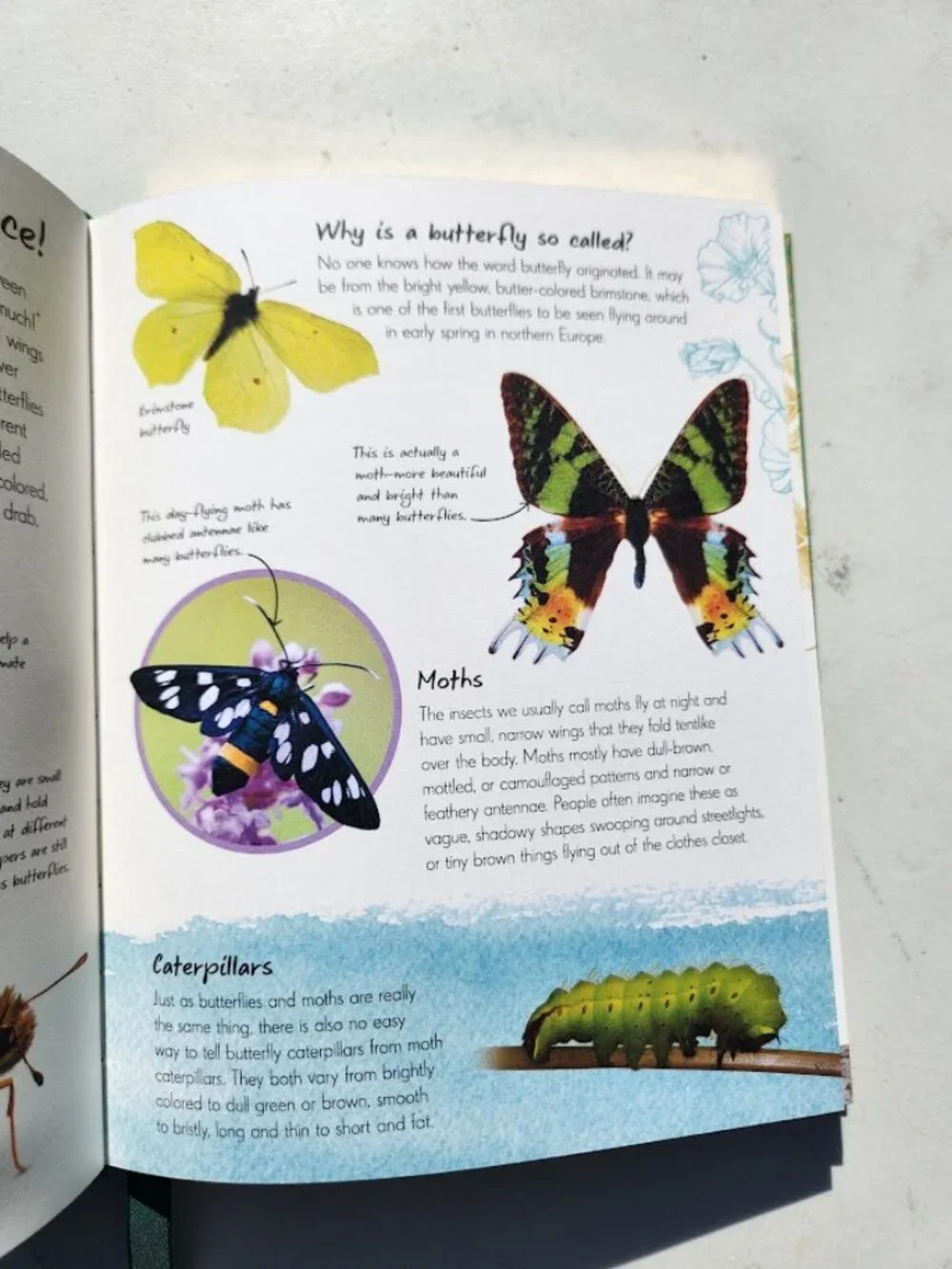 Anthology of Butterflies and Moths from Around the World Hardcover Book